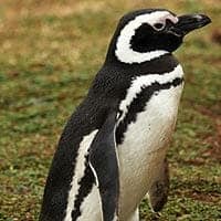 Magellanic Penguin