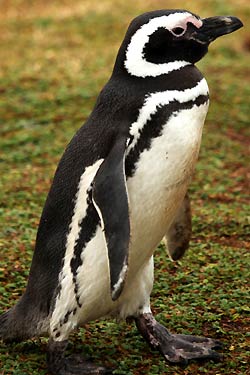 Magellanic Penguin Magellanic Penguin