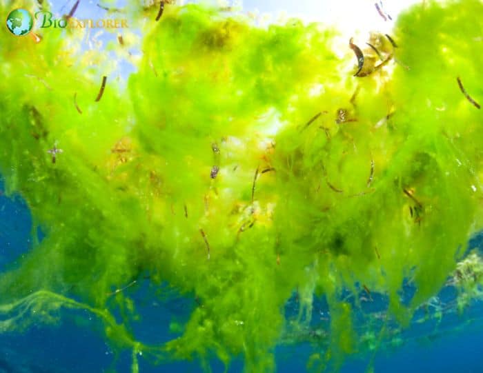 Ocean Acidification Ocean Acidification