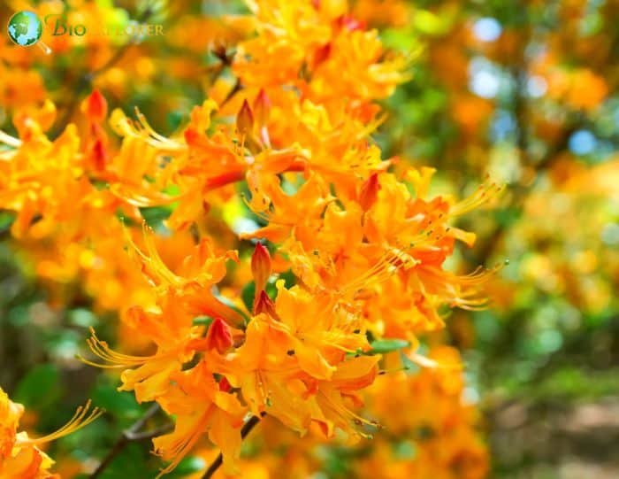 Rhododendron austrinum