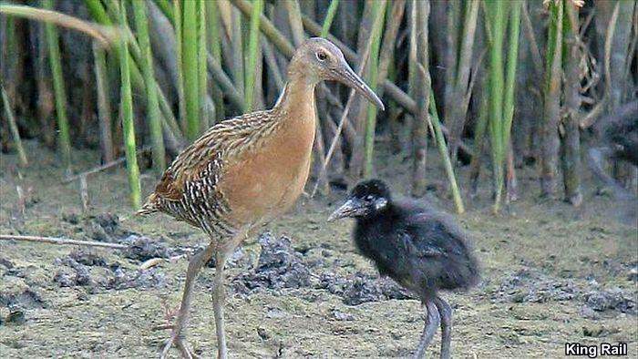 King Rail King Rail