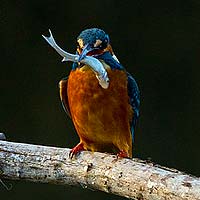 Kingfishers