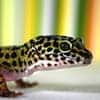 Leopard Gecko Leopard Gecko