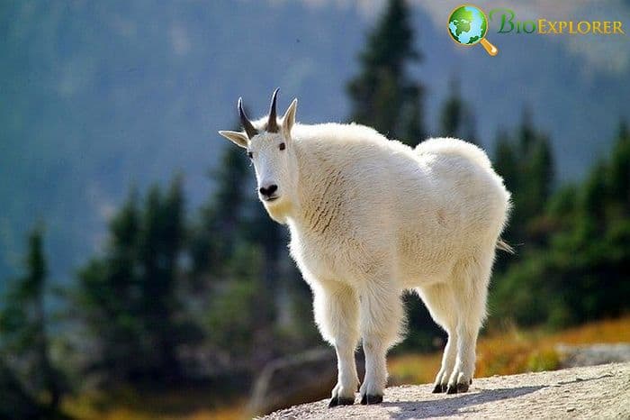 Mountain Goat Mountain Goat