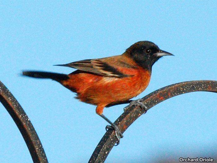 Ochard Oriole Ochard Oriole