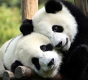 panda reproductive