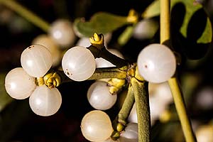plant parasites