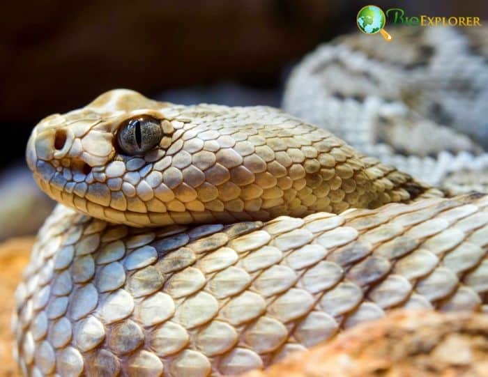 Rattlesnakes Rattlesnakes