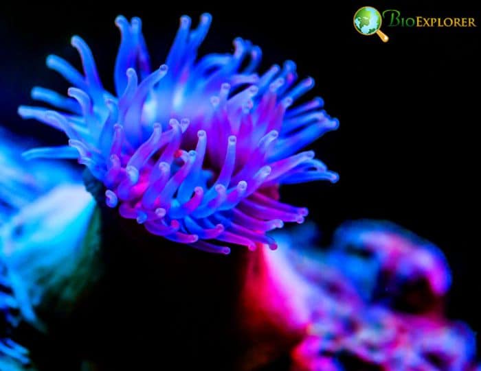 Sea Anemones Sea Anemones