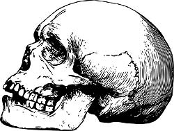 Skull Skull