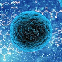 stem cells stem cells