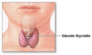 Thyroid Gland Thyroid Gland