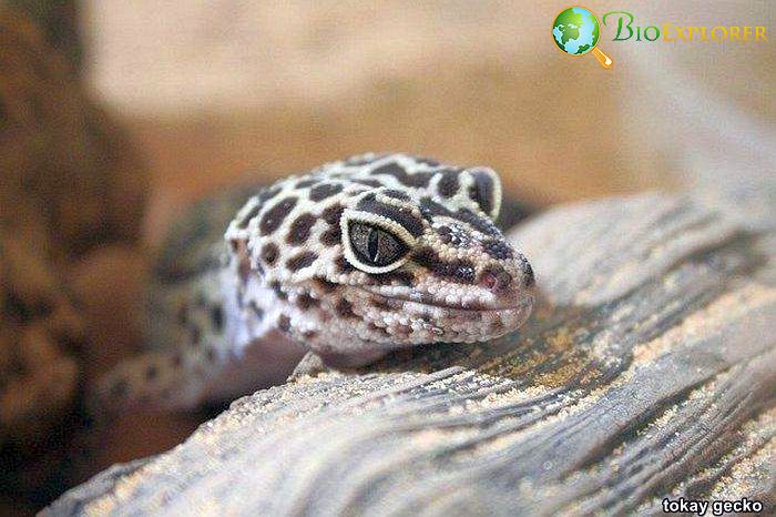 Top 26 Animals With BEST Eyesight (Visual Adaptations) Top 26 Animals With BEST Eyesight (Visual Adaptations)