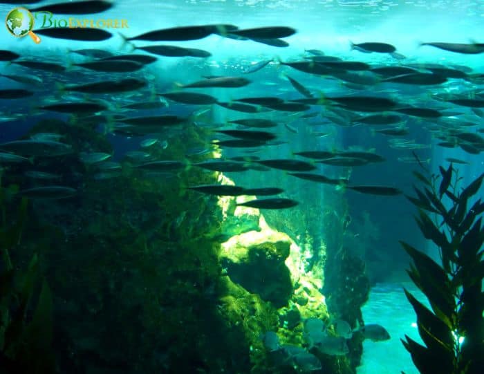 Aquatic Life Aquatic Life