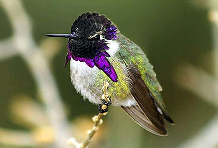 Costa's Hummingbird Costa's Hummingbird