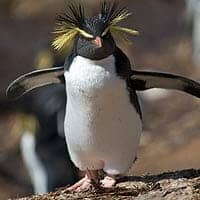 Northern Rockhopper Penguin Northern Rockhopper Penguin