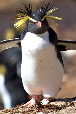 Northern Rockhopper Penguin Northern Rockhopper Penguin