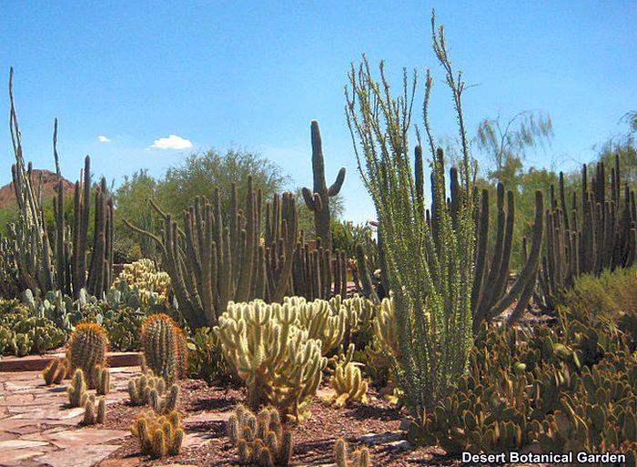Desert Botanical Garden Desert Botanical Garden