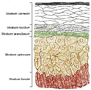 Epidermis Layers Epidermis Layers