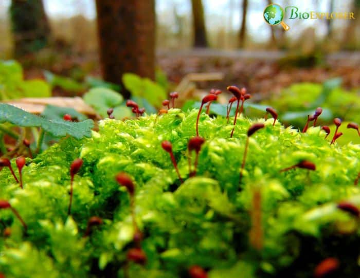 Forest Vegetation Forest Vegetation