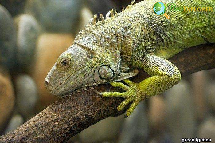 Green Iguana Green Iguana