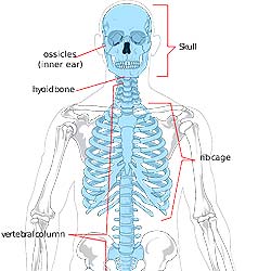 Hyoid bone (base of tongue) Hyoid bone (base of tongue)