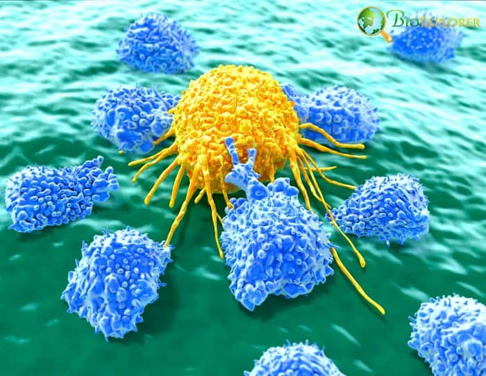 Natural Killer Cells Natural Killer Cells
