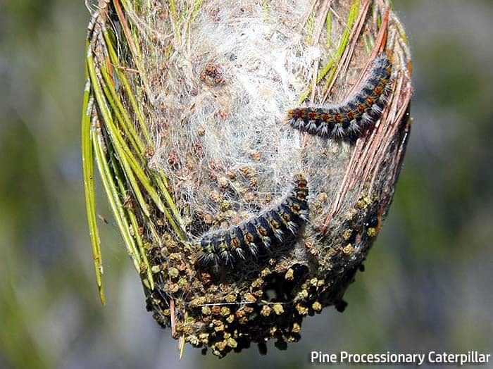 pine processionary caterpillar pine processionary caterpillar