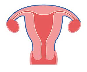 Uterus Uterus
