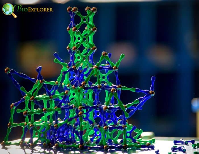 DNA Replication DNA Replication