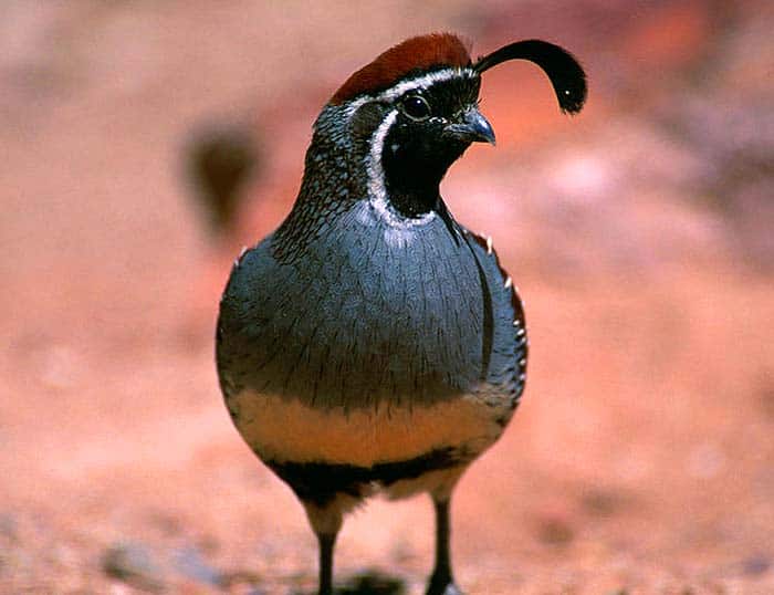 Gambels Quail Gambels Quail