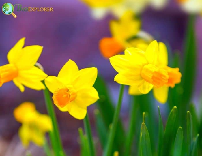 15 Great Types of Daffodils