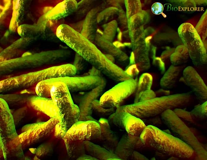 Listeria Listeria