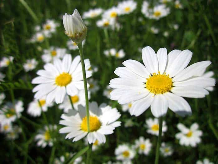 Mayweed Chamomile