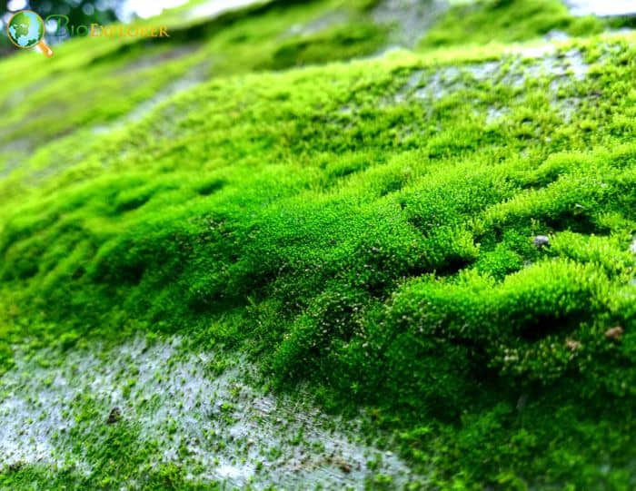 Photosynthetic Algae Photosynthetic Algae