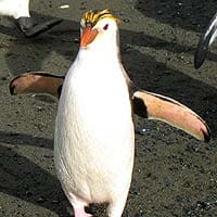 Royal Penguin