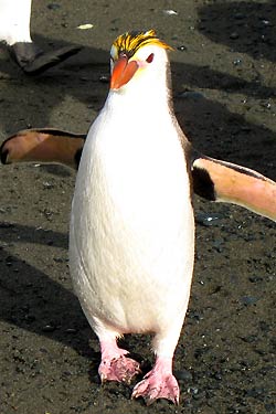 Royal Penguin Royal Penguin