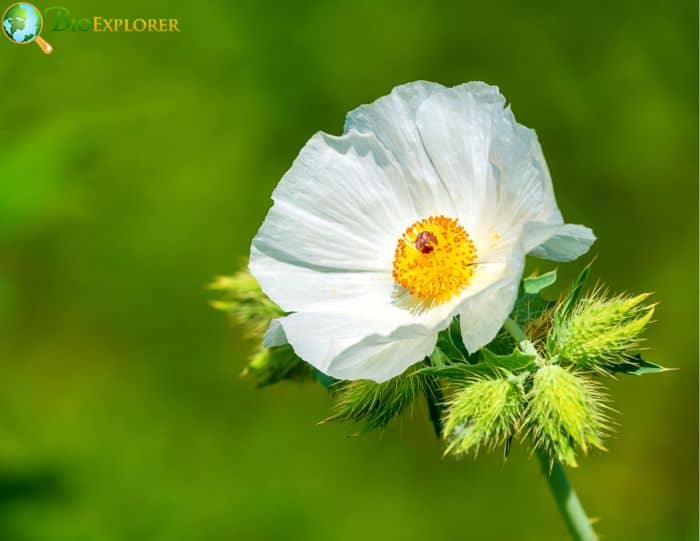 White Prickly Poppy