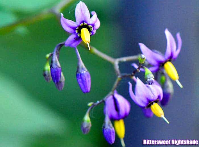 Bittersweet nightshade flower