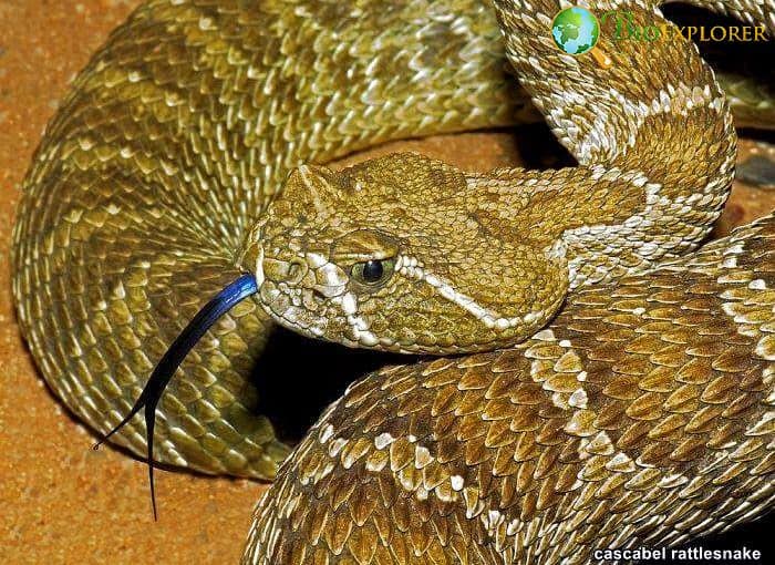 Top 26 Animals With BEST Eyesight (Visual Adaptations) Top 26 Animals With BEST Eyesight (Visual Adaptations)