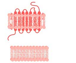 Cell Membrane Cell Membrane