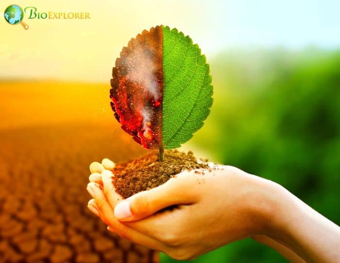Climate Change Forest Cover Climate Change Forest Cover