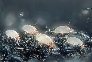 Dust Mites Dust Mites