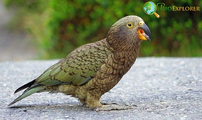 Kea Parrot Kea Parrot