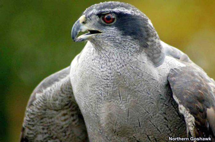 Northern Goshawk