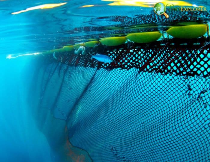 Overfishing Overfishing