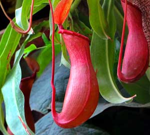 names of the tropical rainforest plants