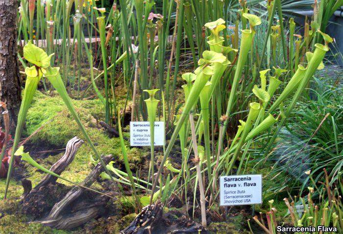 Sarracenia Flava