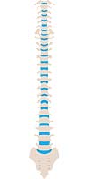 Spinal Cord Spinal Cord