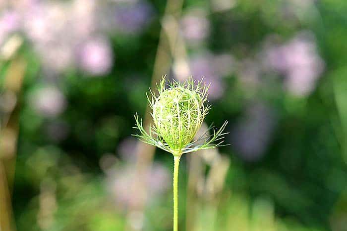 Caraway